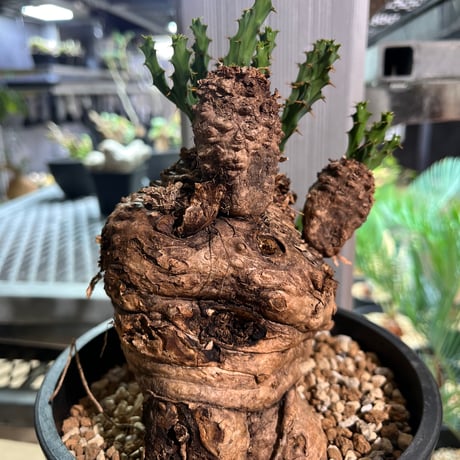 ユーフォルビア　クラビゲラ　現地球②