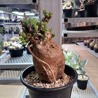 発根済　パキポディウム　ビスピノーサム