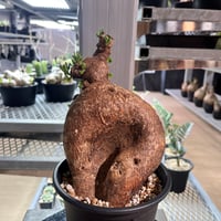 パキポディウム　ビスピノーサム2