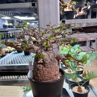 発根済　オペルクリカリア パキプス①