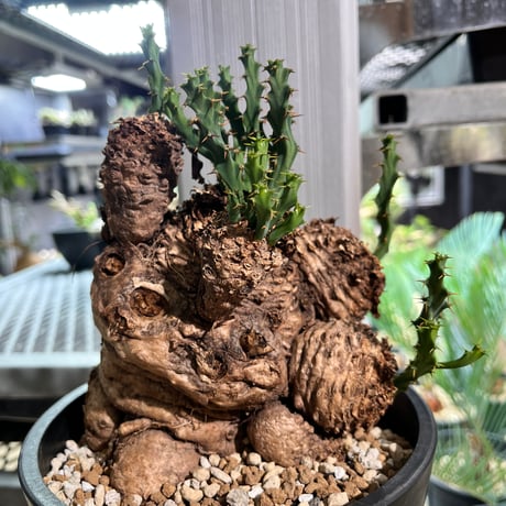 ユーフォルビア　クラビゲラ　現地球②