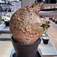 パキポディウム　サンデルシー2