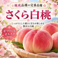 樹上熟成プレミアムピーチ　白桃【さくら白桃】〈1-4kg〉