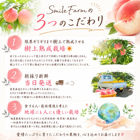 樹上熟成プレミアムピーチ　品種完全おまかせ厳選　白桃〈1-4kg〉
