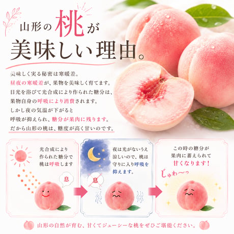 樹上熟成プレミアムピーチ　品種完全おまかせ厳選　白桃〈1-4kg〉