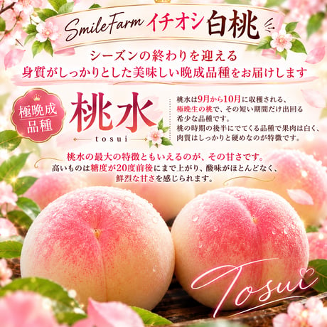 樹上熟成プレミアムピーチ　白桃【桃水】〈1-4kg〉