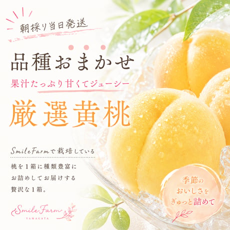 樹上熟成プレミアムピーチ　品種完全おまかせ厳選　黄桃〈1-4kg〉
