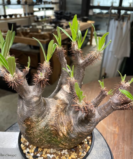 パキポディウム グラキリス　Pachypodium gracilius 　発根済　(gk-583)