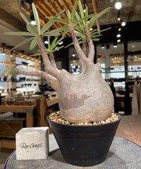 パキポディウム グラキリス　Pachypodium gracilius 　発根済　(gk-597)