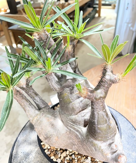 パキポディウム グラキリス　Pachypodium gracilius 　発根済　(gk-587)