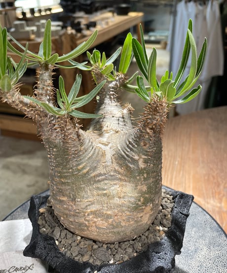 パキポディウム グラキリス　Pachypodium gracilius 　発根済　(gk-590)（鉢:LAVOR Ssize）