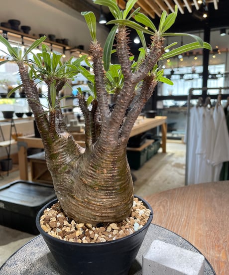 パキポディウム グラキリス　Pachypodium gracilius 　発根済　(gk-581)