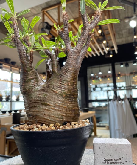 パキポディウム グラキリス　Pachypodium gracilius 　発根済　(gk-581)