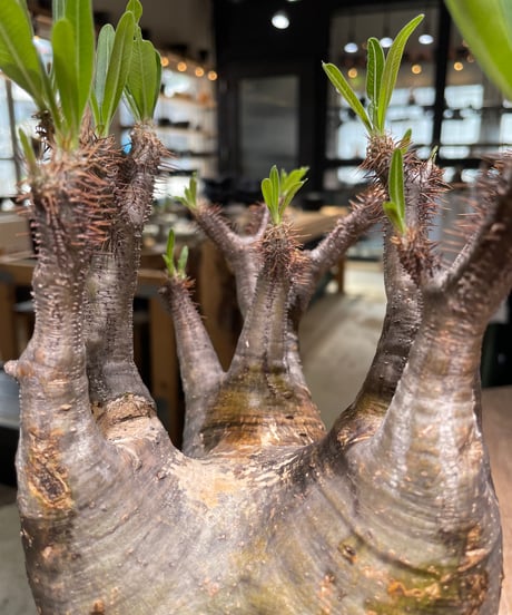 パキポディウム グラキリス　Pachypodium gracilius 　発根済　(gk-583)