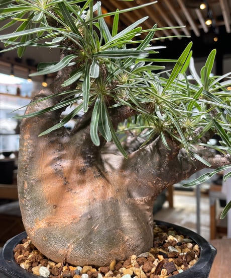 パキポディウム グラキリス　Pachypodium gracilius 　発根済　(gk-569)