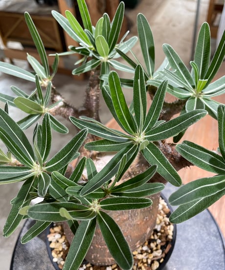 パキポディウム グラキリス　Pachypodium gracilius 　発根済　(gk-606)