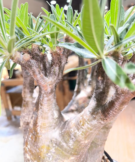 パキポディウム グラキリス　Pachypodium gracilius 　発根済　(gk-589)