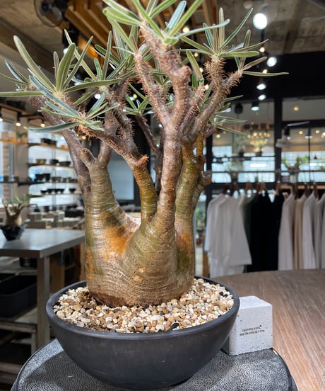 パキポディウム グラキリス　Pachypodium gracilius 　発根済　(gk-576)