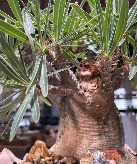 パキポディウム グラキリス　Pachypodium gracilius 　発根済　(gk-577) (鉢：LAVOR SMsize)