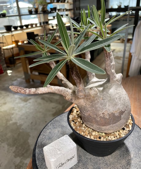 パキポディウム グラキリス　Pachypodium gracilius 　発根済　(gk-597)
