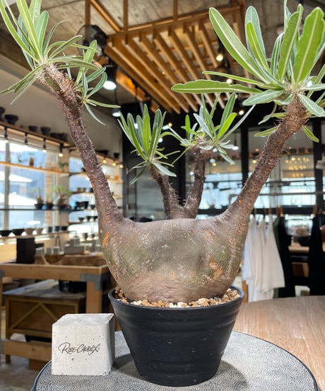 パキポディウム グラキリス　Pachypodium gracilius 　発根済　(gk-598)