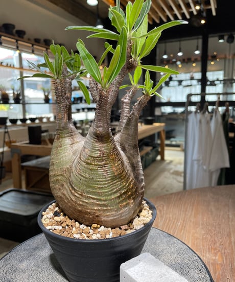 パキポディウム グラキリス　Pachypodium gracilius 　発根済　(gk-582)