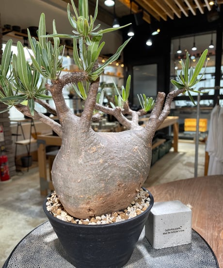 パキポディウム グラキリス　Pachypodium gracilius 　発根済　(gk-592)