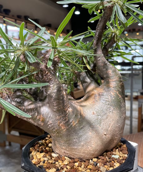 パキポディウム グラキリス　Pachypodium gracilius 　発根済　(gk-569)