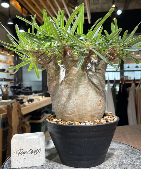 CATEGORY Pachypodium gracilius(パキポディウム グラキリス) |