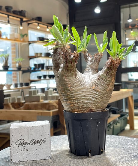 CATEGORY Pachypodium gracilius(パキポディウム グラキリス) |