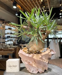 パキポディウム グラキリス　Pachypodium gracilius 　発根済　(gk-577) (鉢：LAVOR SMsize)