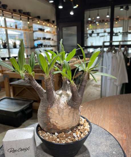 パキポディウム グラキリス　Pachypodium gracilius 　発根済　(gk-580)