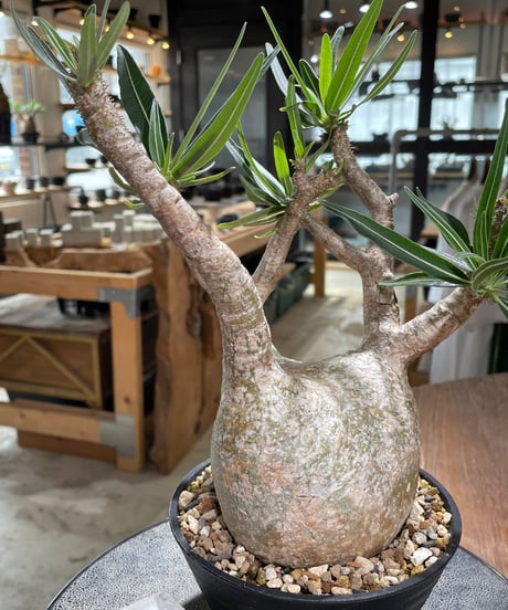 パキポディウム グラキリス　Pachypodium gracilius 　発根済　(gk-605)