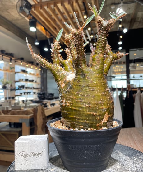パキポディウム グラキリス　Pachypodium gracilius 　発根済　(gk-608)