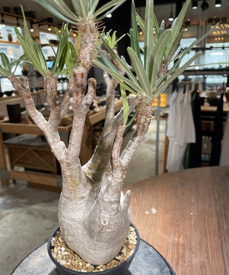 パキポディウム グラキリス　Pachypodium gracilius 　発根済　(gk-591)