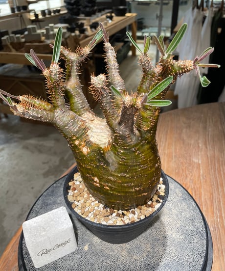 パキポディウム グラキリス　Pachypodium gracilius 　発根済　(gk-608)