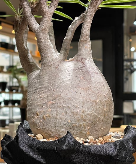 パキポディウム グラキリス　Pachypodium gracilius 　発根済　(gk-593)（鉢:LAVOR SMsize）