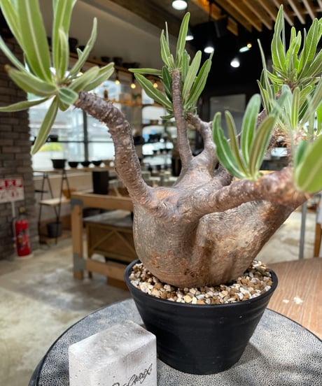 パキポディウム グラキリス　Pachypodium gracilius 　発根済　(gk-592)