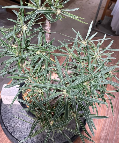 パキポディウム グラキリス　Pachypodium gracilius 　発根済　(gk-569)