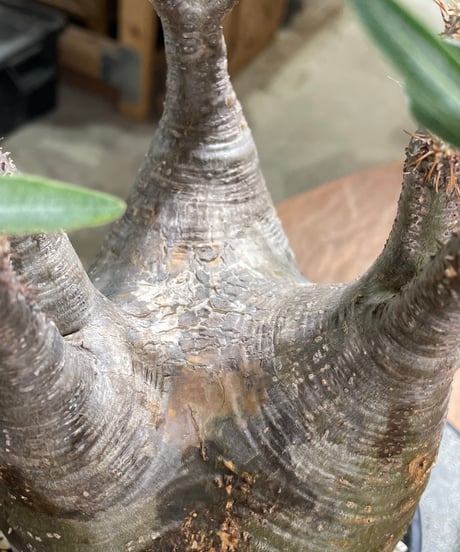 パキポディウム グラキリス　Pachypodium gracilius 　発根済　(gk-582)