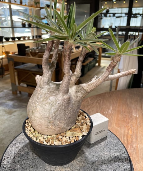 パキポディウム グラキリス　Pachypodium gracilius 　発根済　(gk-597)