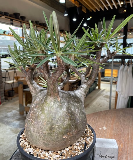 パキポディウム グラキリス　Pachypodium gracilius 　発根済　(gk-594)
