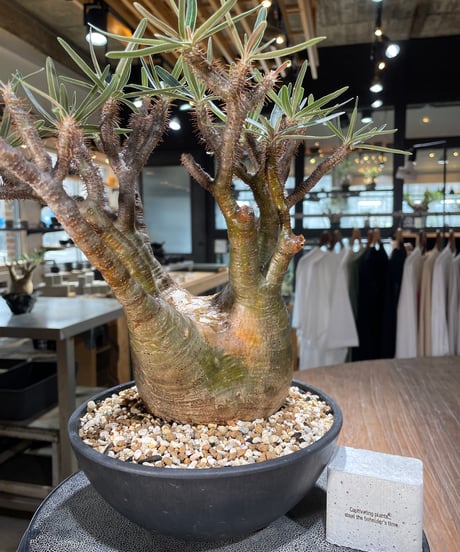 パキポディウム グラキリス　Pachypodium gracilius 　発根済　(gk-576)