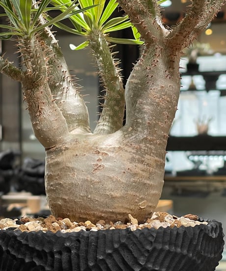 パキポディウム グラキリス　Pachypodium gracilius 　発根済　(gk-585)