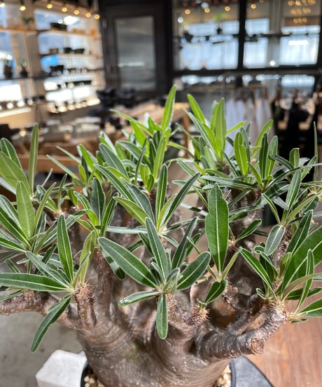 パキポディウム グラキリス　Pachypodium gracilius 　発根済　(gk-589)