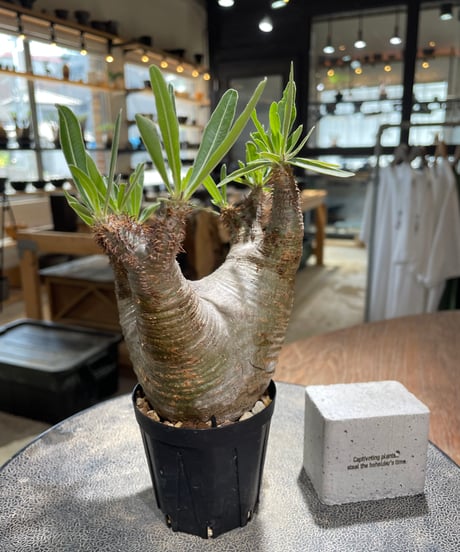 パキポディウム グラキリス　Pachypodium gracilius 　発根済　(gk-579)