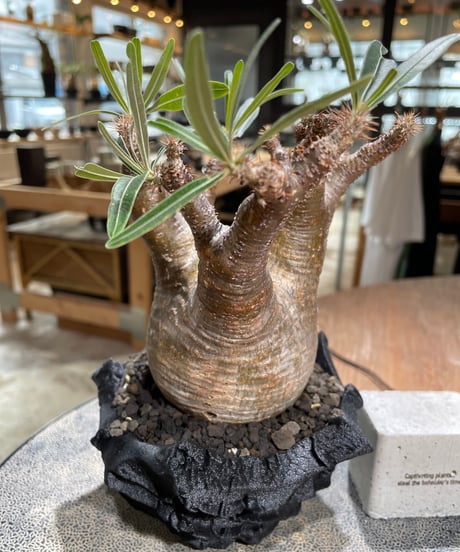 パキポディウム グラキリス　Pachypodium gracilius 　発根済　(gk-601) (鉢：LAVOR XSsize)