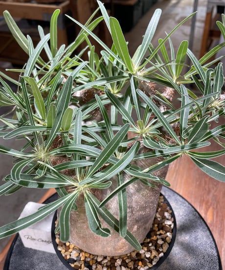 パキポディウム グラキリス　Pachypodium gracilius 　発根済　(gk-568)