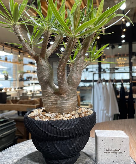 パキポディウム グラキリス　Pachypodium gracilius 　発根済　(gk-585)
