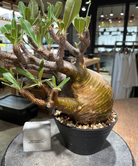 パキポディウム グラキリス　Pachypodium gracilius 　発根済　(gk-584)